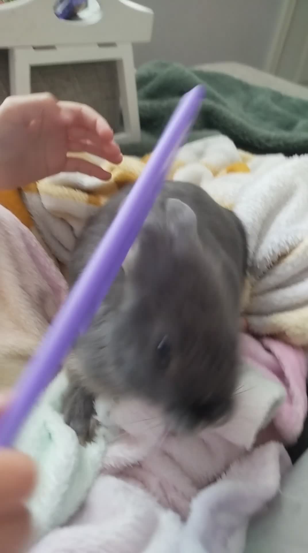 Mixed Breed rabbits for sale: mini lion lops/Netherland dwarfs  - Video 1