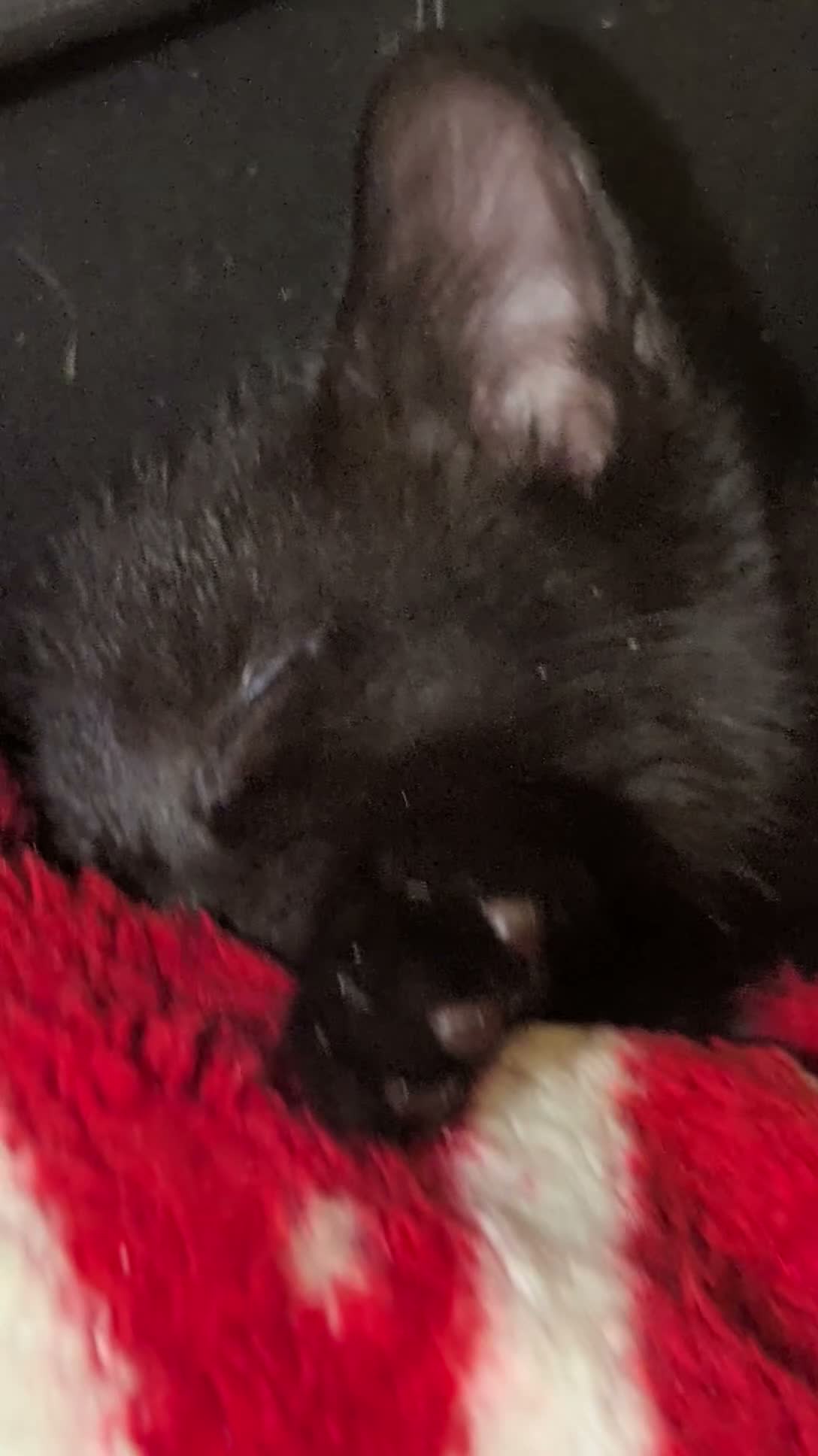 Mixed Breed cats for sale: Black kitten|9 weeks|ready to collect in Beverley - Video 1
