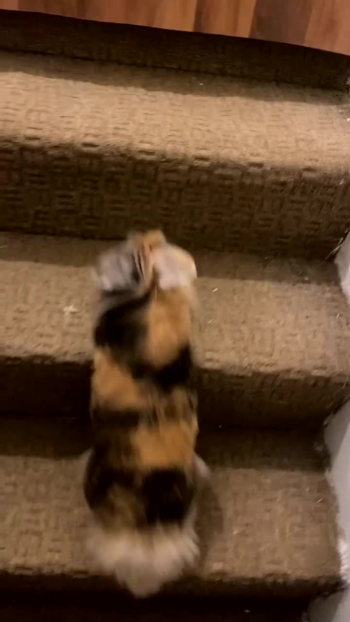 Lionhead rabbits for sale: Huncho - Lionhead  - Video 2