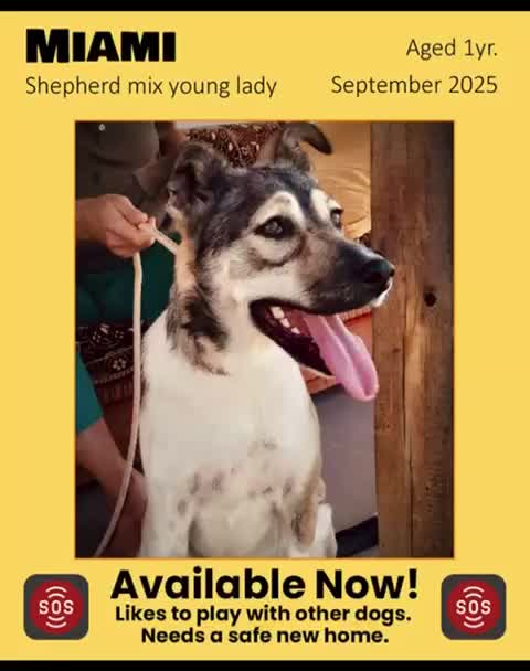Mixed Breed dogs for adoption: Miami, 1 yr approx. Available for adoption. - Video 1