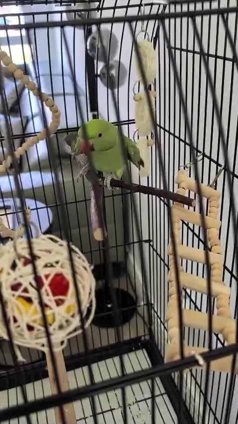 Ringnecks birds for sale: Indian ringneck parrot with full setup  - Video 3