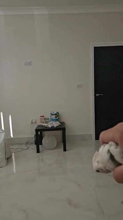 Cockatiels birds for sale: Fully Tame and Handreared Cockateil Parrot - Video 1