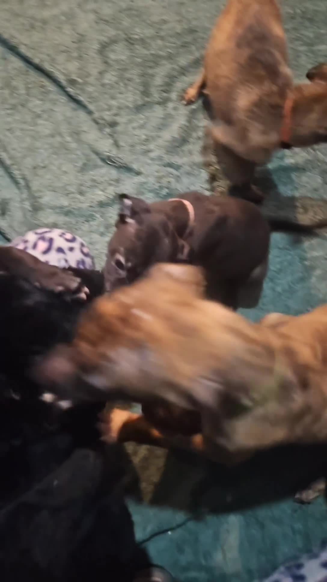 Whippet dogs for sale: 3 beauties left  - Video 1