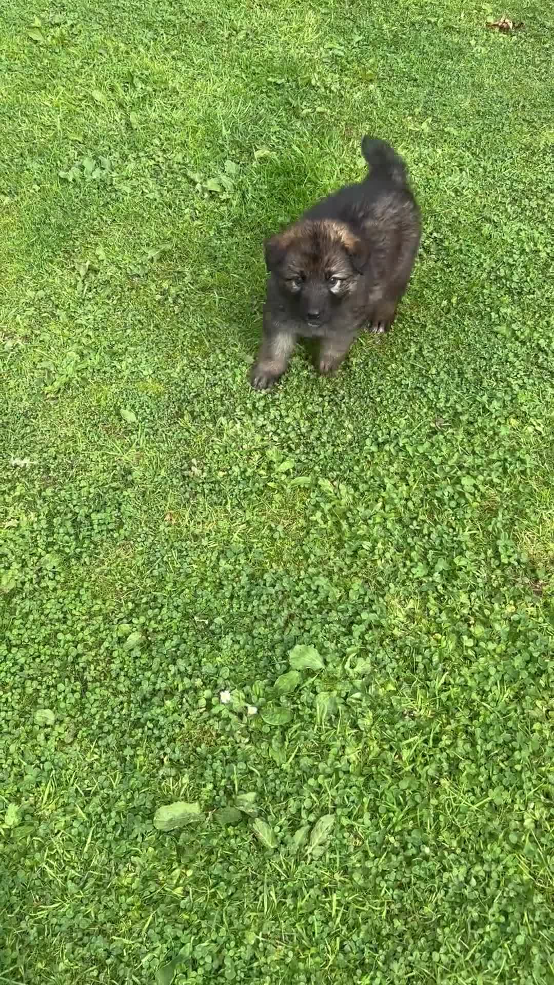 German Shepherd dogs for sale: 8 beautiful long haired German shepherd puppies  - Video 4