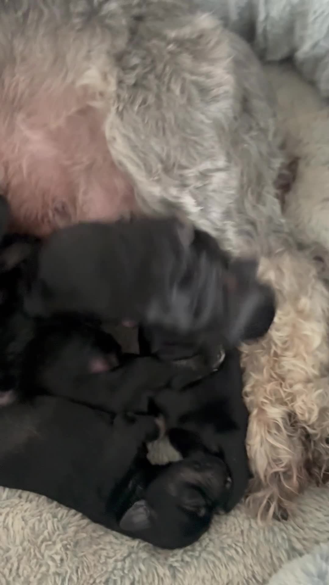 Miniature Schnauzer dogs for sale: Miniature schnauzer black and silver  in Aberdeen - Video 2