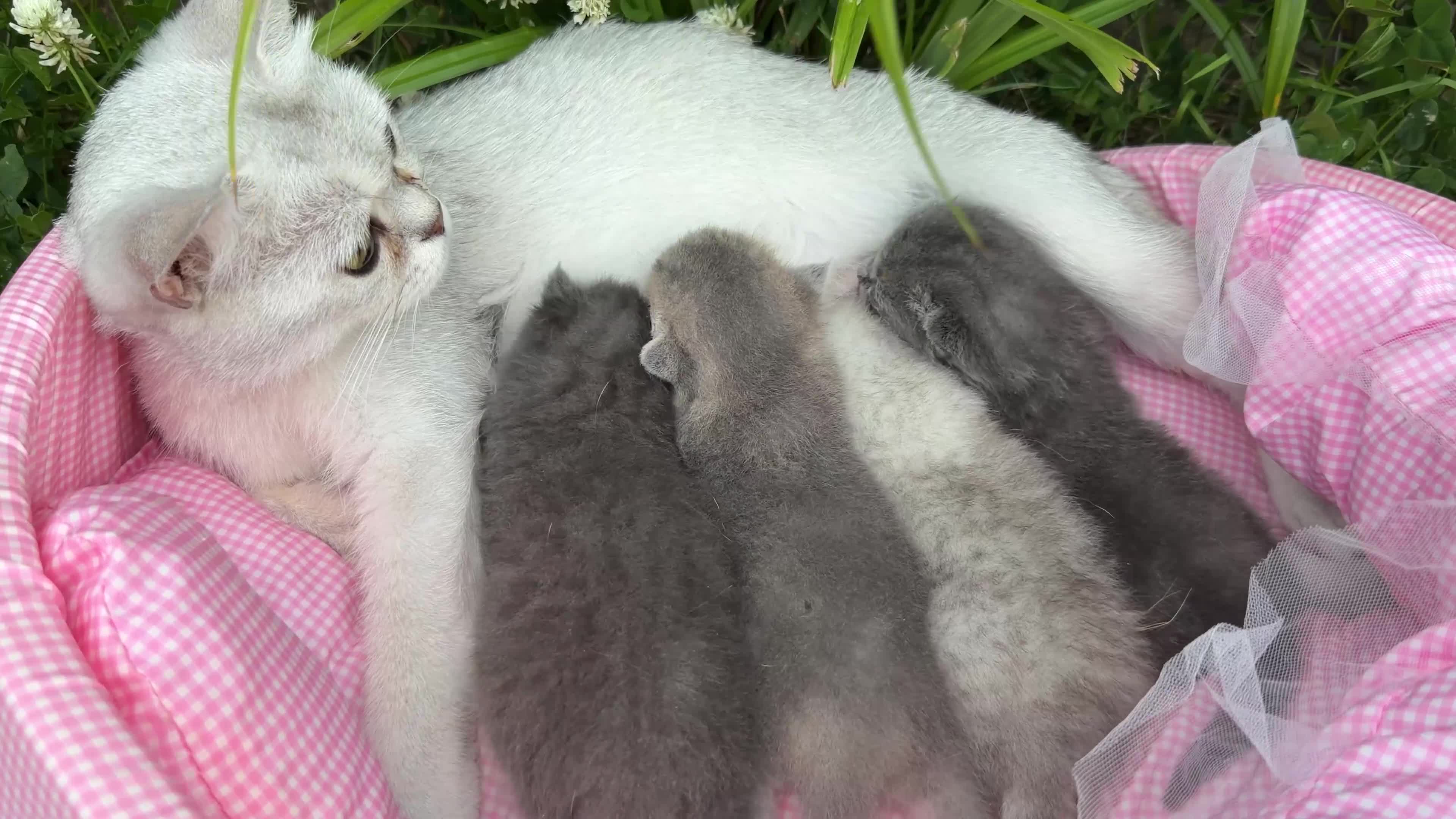 Scottish Fold cats for sale: 💕💕💕❤️❤️Lovely scotish kittens💕💕💕 in Nottingham - Video 1