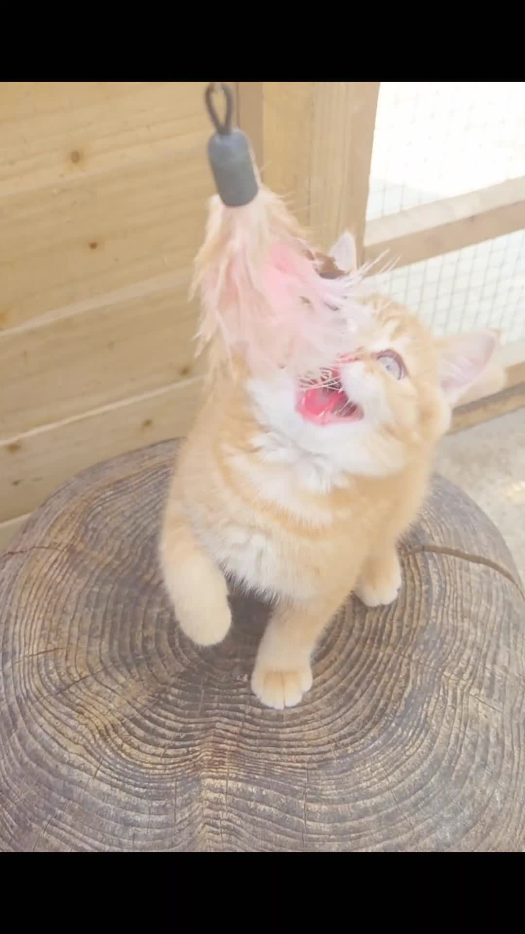British Longhair cats for sale: 🧡🧸1 British Tabby SH Cutie 🍬🏡🥰 - Video 1