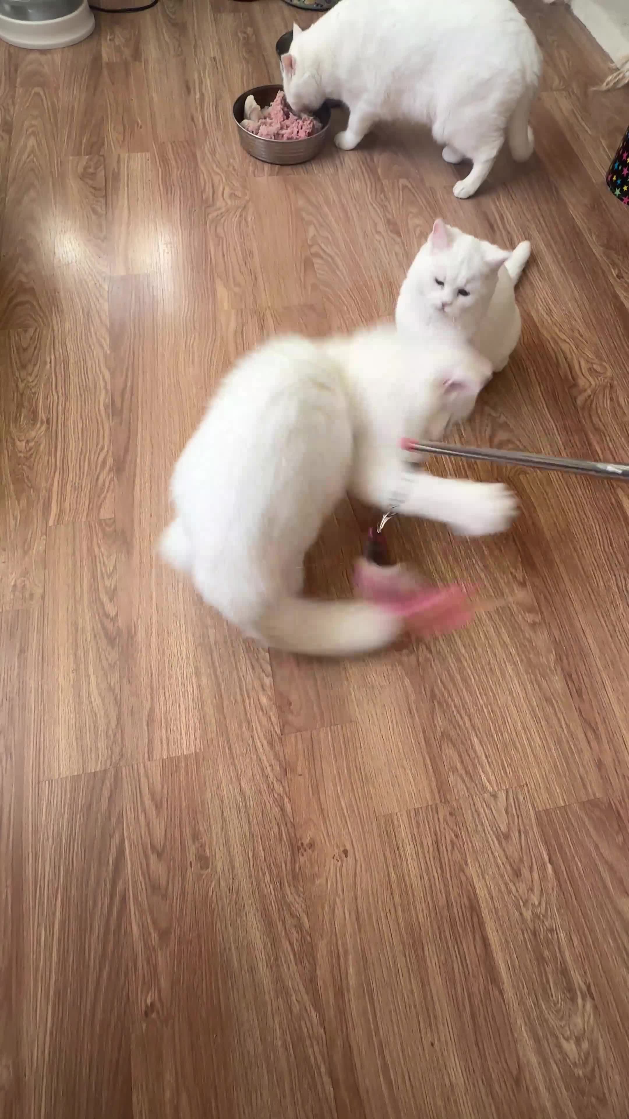 British Shorthair cats for sale: Gorgeous British Longhair & Shorthair Kittens - Video 4