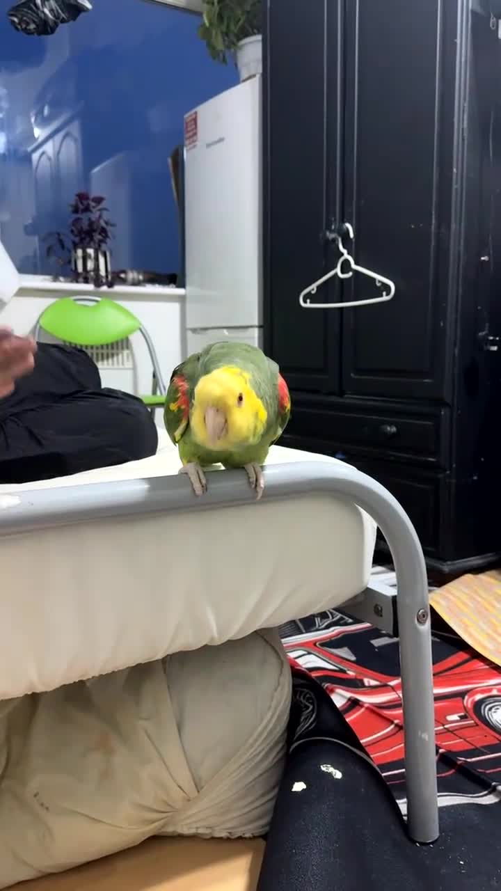 Parrots birds for sale: 🦜  Talking Amazon Parrot  - Video 2