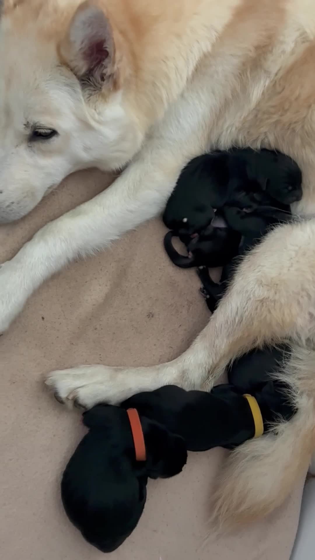 Mixed Breed dogs for sale: Husky x Pomsky x English Springer Spaniel - Video 1