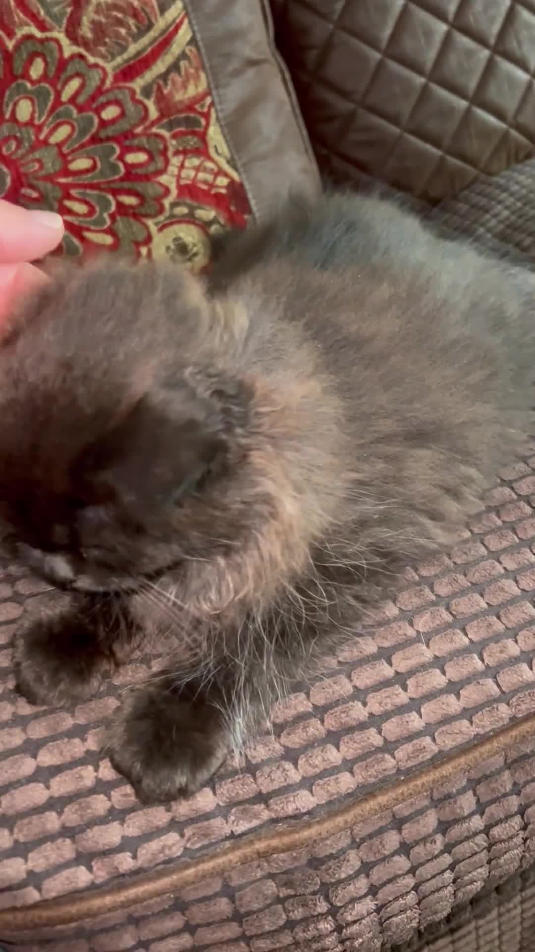 Persian cats for sale: ❤️2 affectionate Persian/Siberian mix babies❤️ - Video 1