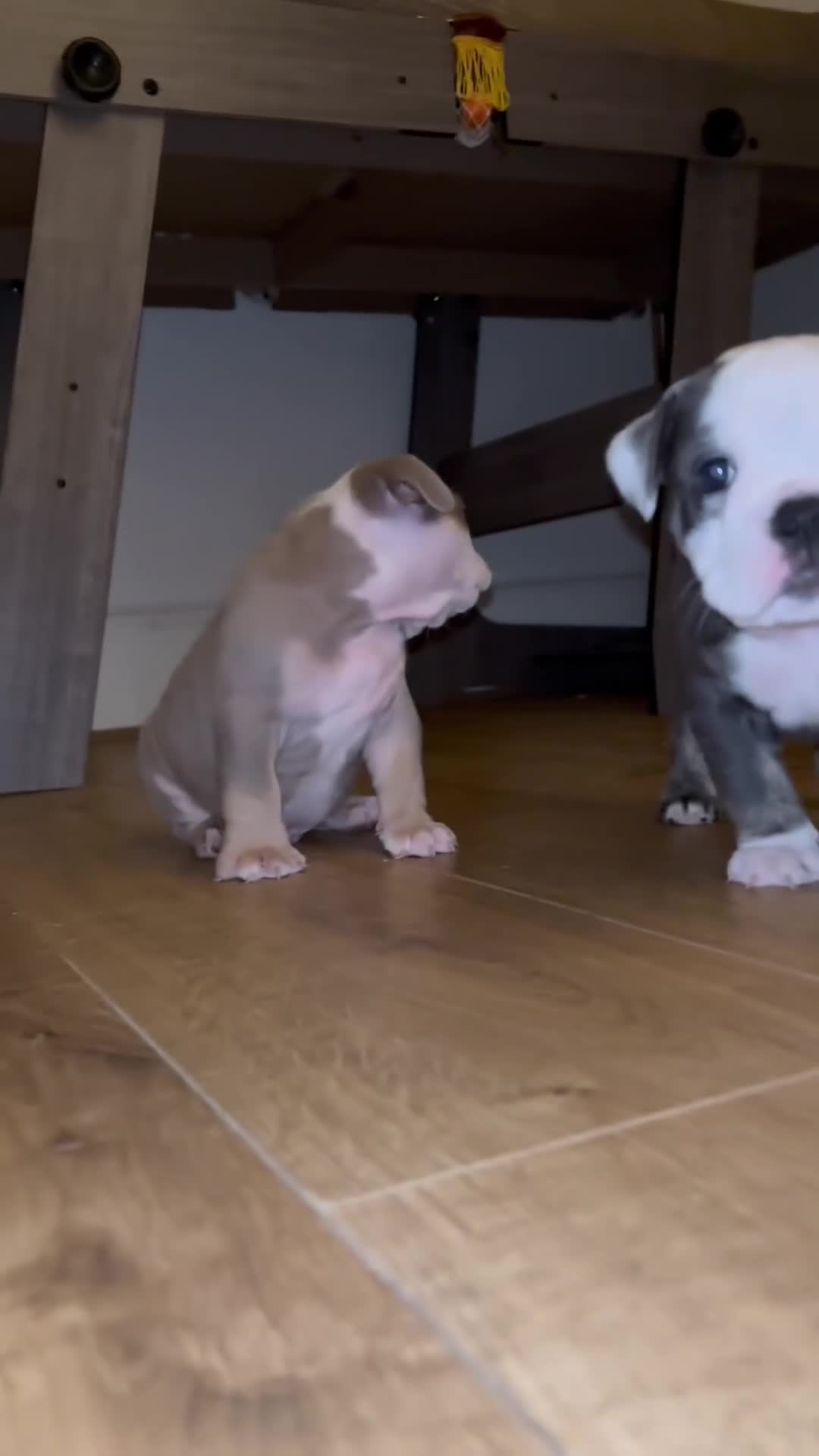 Olde English Bulldogge dogs for sale: Olde English bulldogs puppies  - Video 1