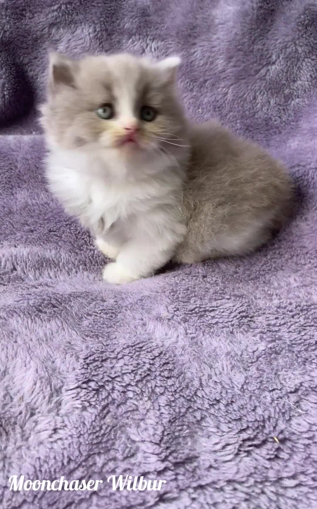 British Longhair cats for sale: Stunning British Longhair Boys TICA Registered - Video 1