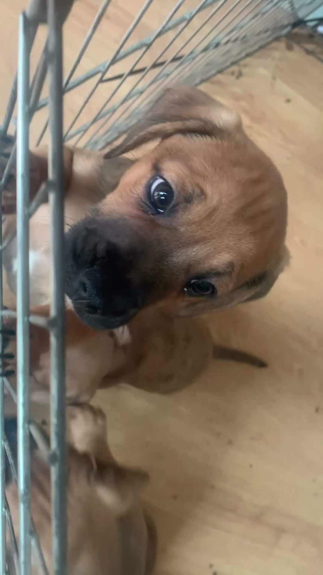 Mixed Breed dogs for sale: 4 French wieners  in Lincoln - Video 1