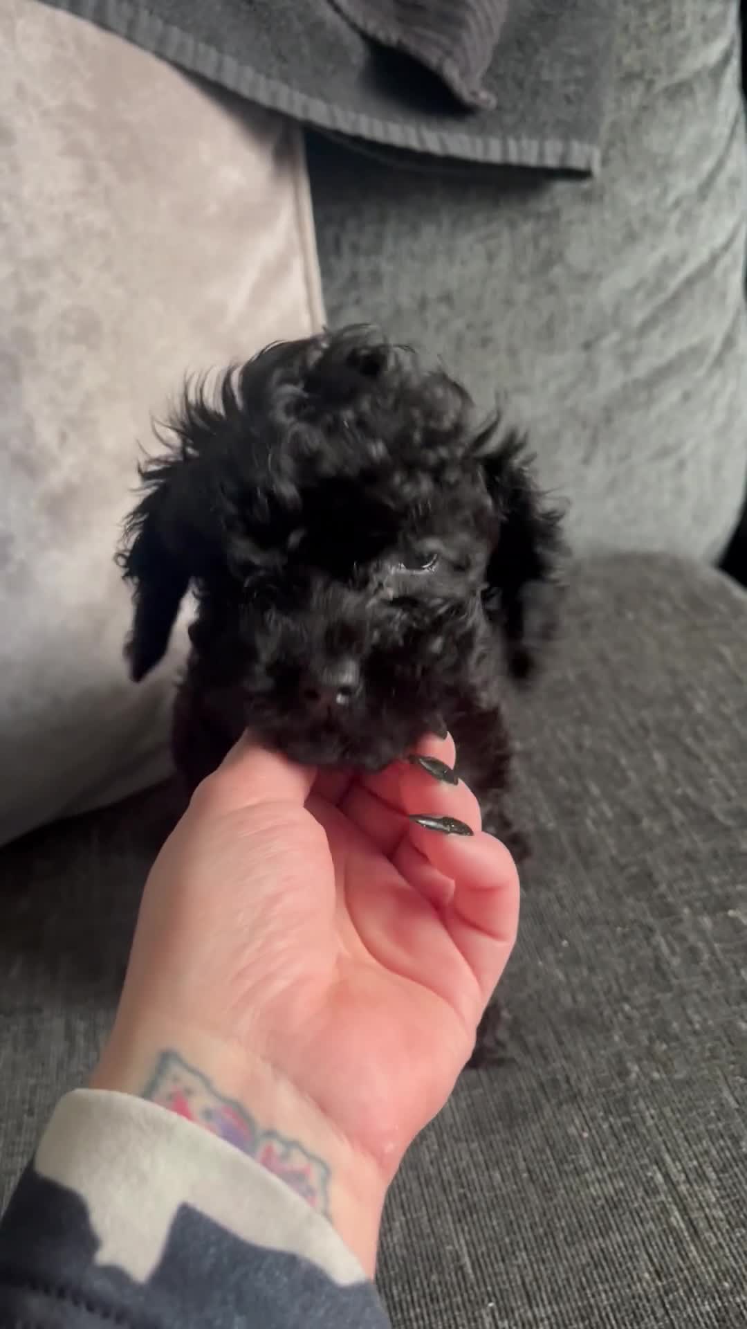 Cockapoo dogs for sale: Cockapoo - Video 2