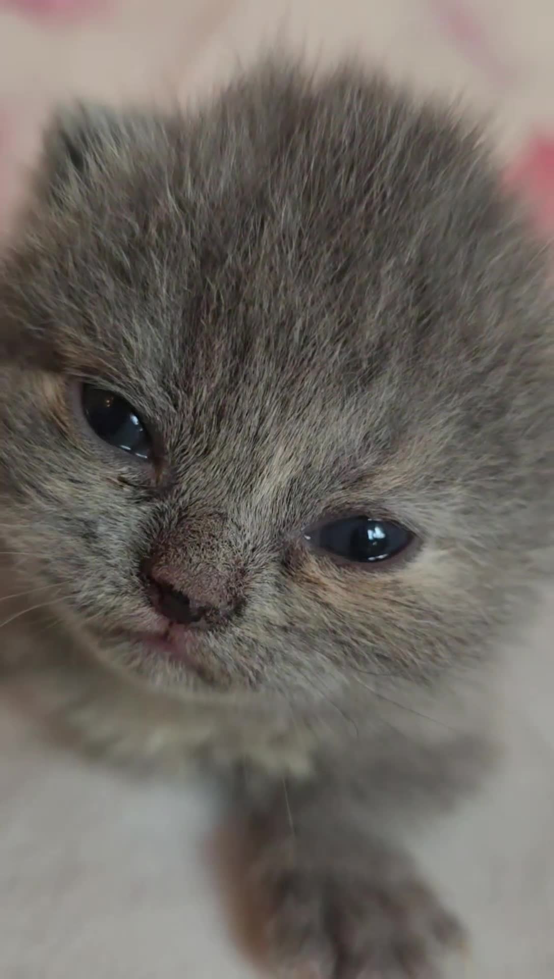 British Shorthair cats for sale: A charming kitten will be available in December. - Video 4