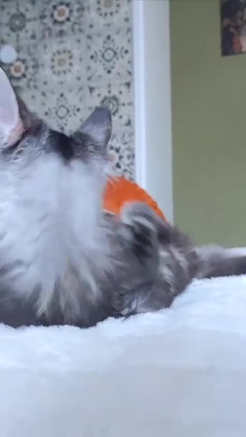 Maine Coon cats for sale: Big outstanding Russian lines with many champions  - Video 2