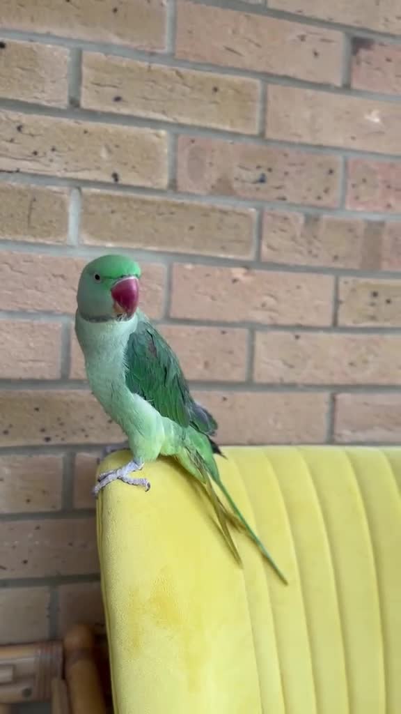 Parrots birds for sale: Cheeky year old alexandrine parrot - he talks!!  in Ilford - Video 1