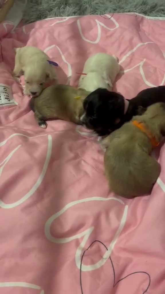 Maltipoo dogs for sale: F1 adorable tiny Maltipoo puppies in Chester - Video 1