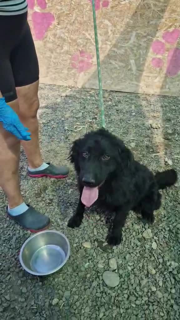 Mixed Breed dogs for adoption: 🐾Nora - a cheerful little star in a compact frame - Video 1
