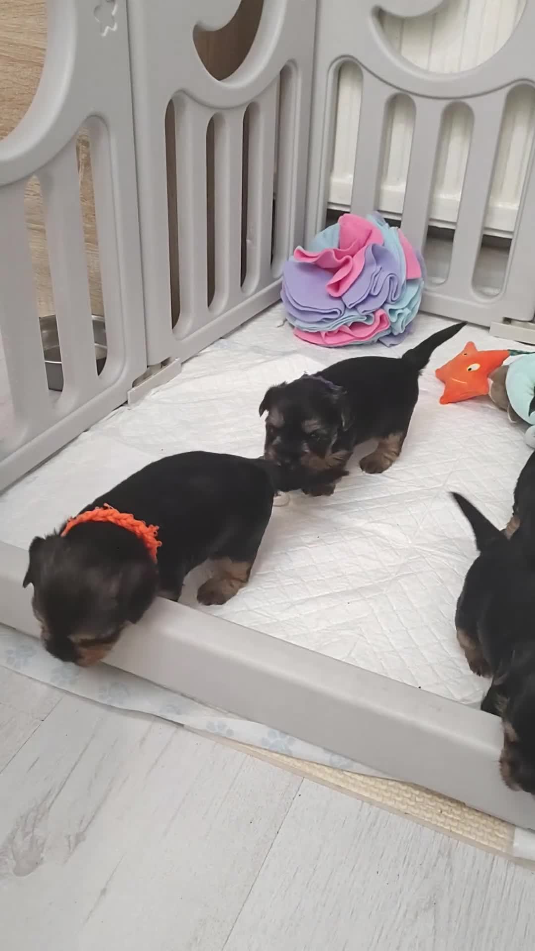 Yorkshire Terrier dogs for sale: Adorable Mini Yorkshire Terrier Puppies - Video 3