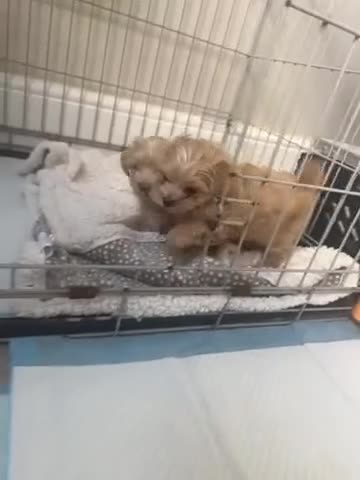 Maltipoo dogs for sale: Beautiful F1 Maltipoo puppies - Video 2