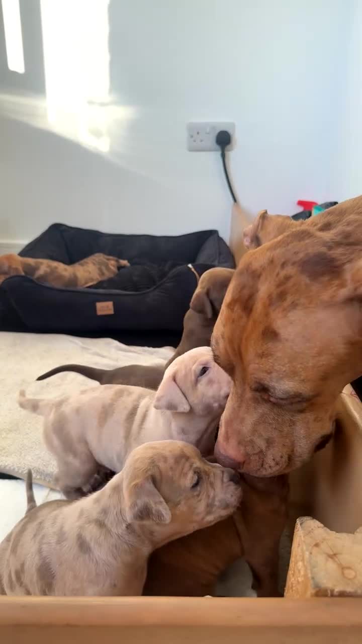 Mixed Breed dogs for sale: Ready now! staffy x cane corso x american bulldog - Video 1