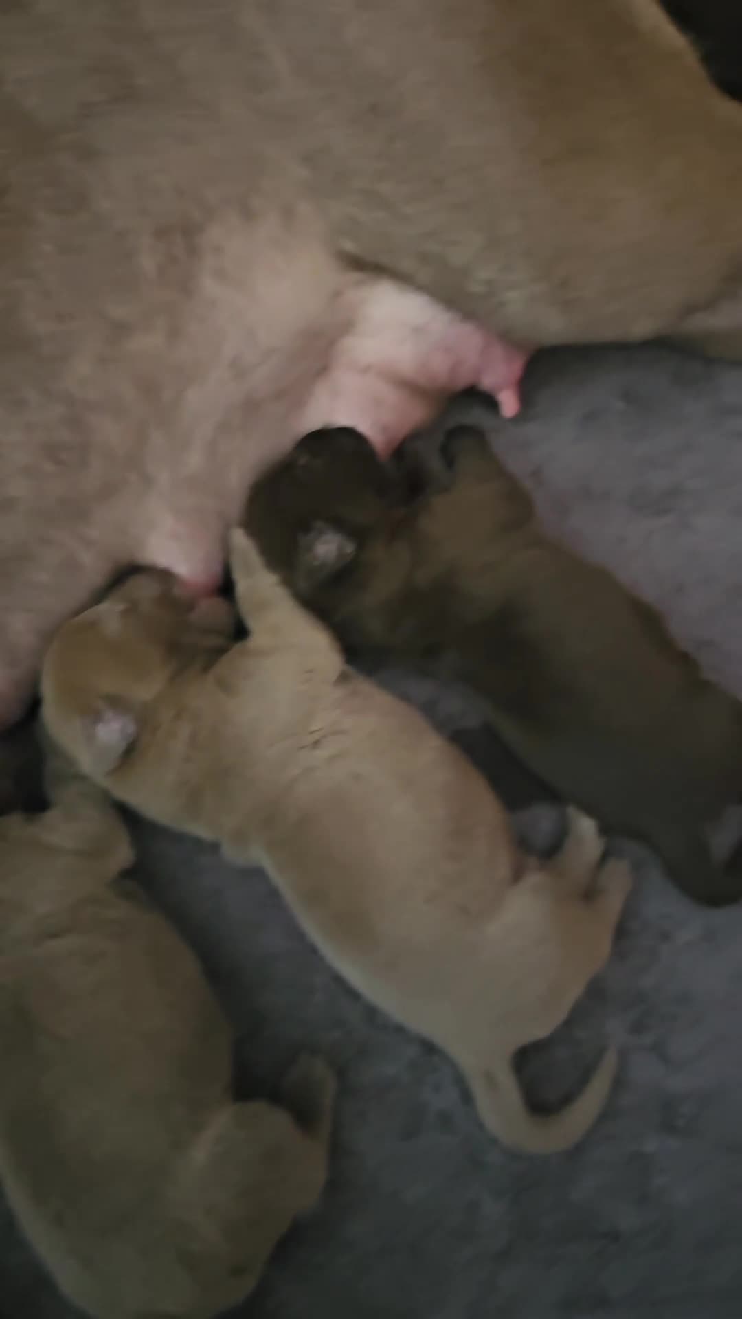 Mastiff dogs for sale: Mastiff Hybrids  - Video 1