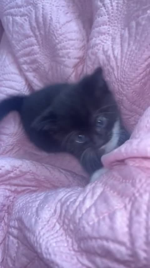 Mixed Breed cats for sale:  kittens  in Canterbury - Video 1