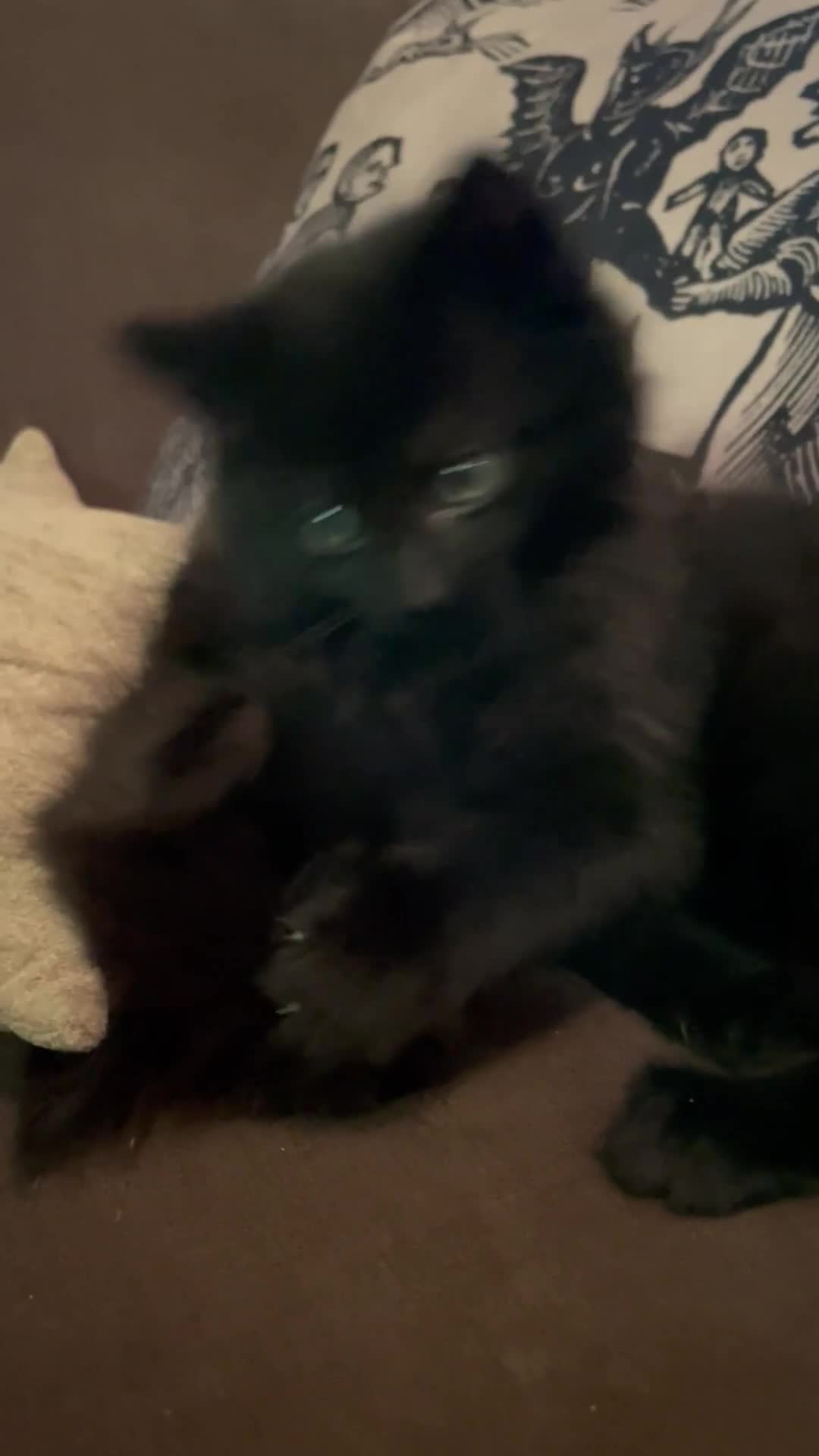 Mixed Breed cats for sale: Mixed long hair female and two males  - Video 1