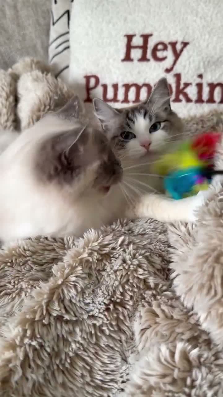 Ragdoll cats for sale: Two GCCF Ragdoll Sisters! PRICE FOR BOTH!  - Video 1