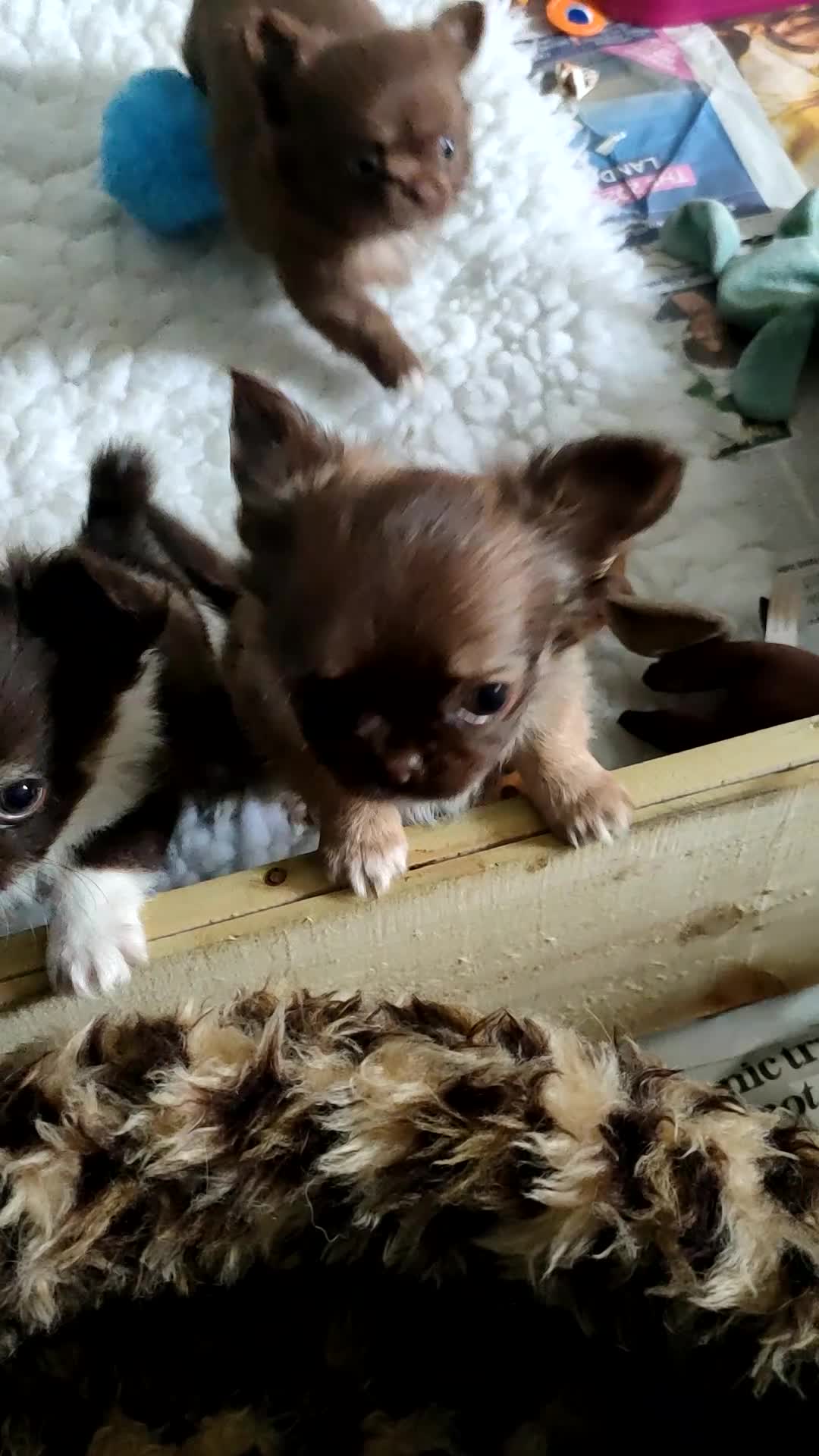 Chihuahua dogs for sale: Only one beautiful boy left,he's totally stunning  - Video 1