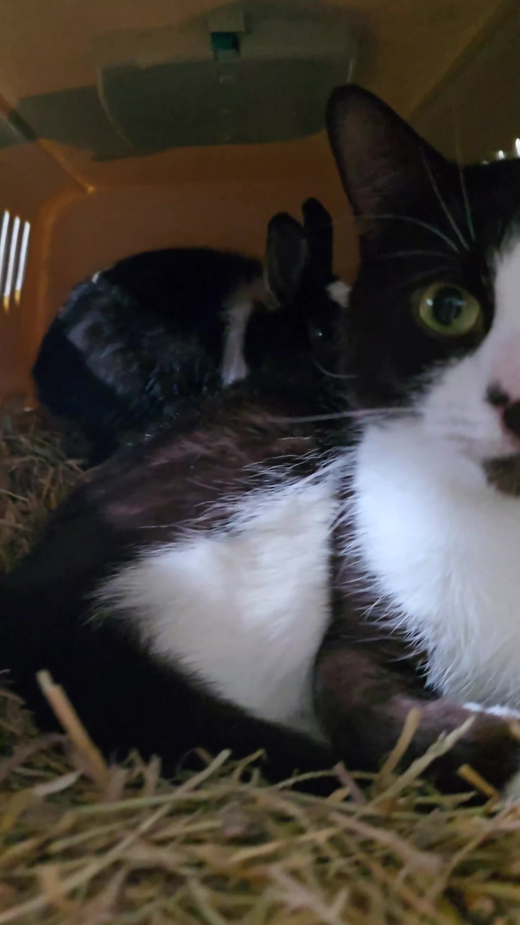 Netherland Dwarf rabbits for sale: Netherland Dwarf Rabbits - Male and Female  in Southsea - Video 1