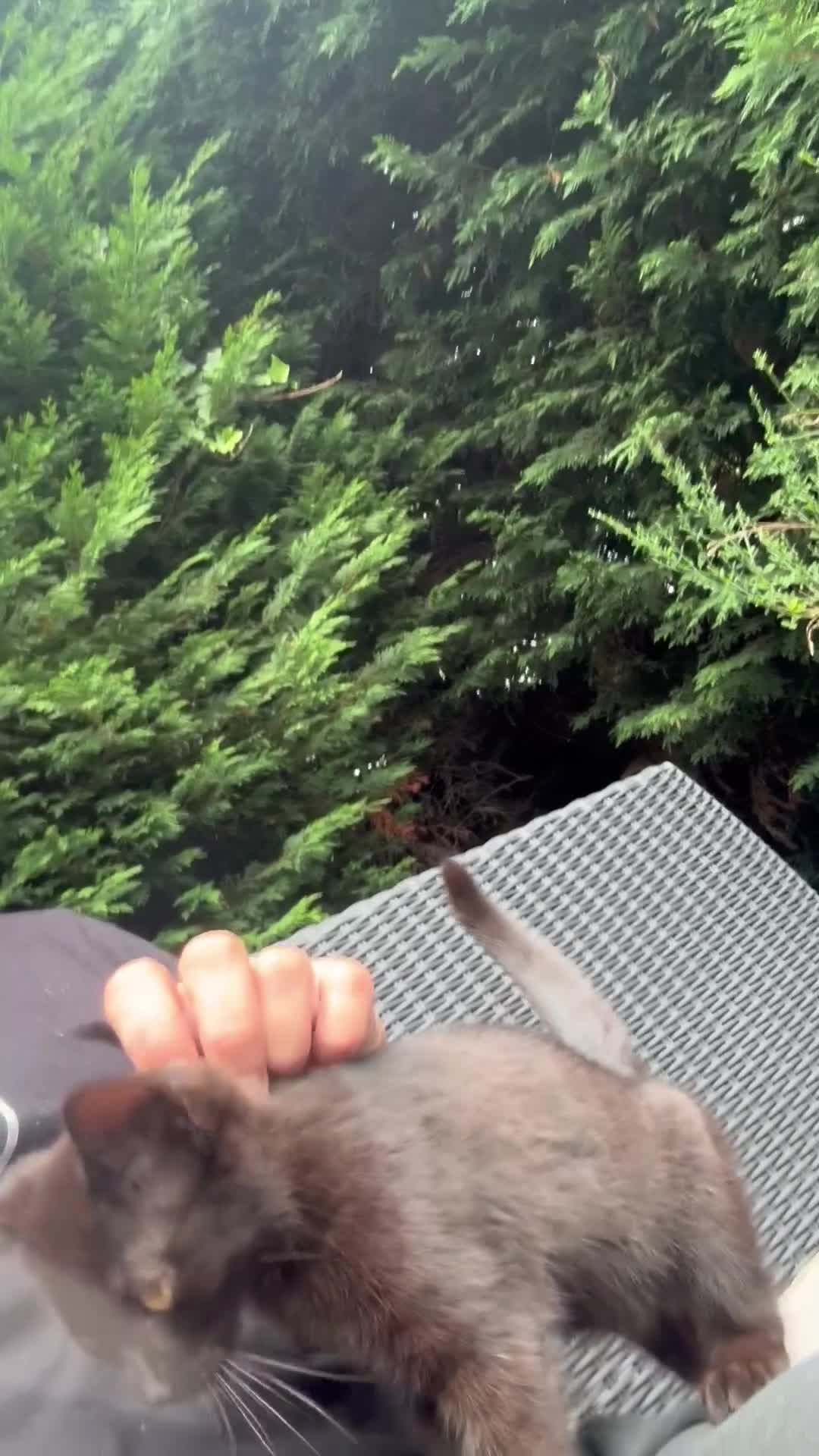 Mixed Breed cats for sale: Stunning Sheba female kitten - Video 2