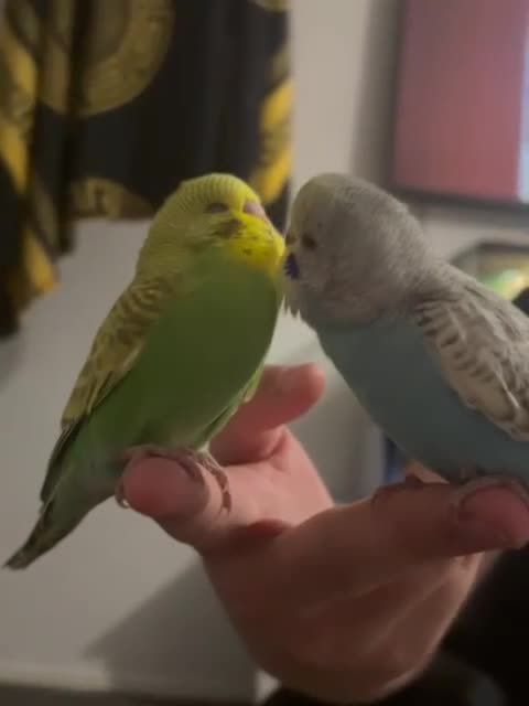 Budgerigars birds for sale: Hand reared tame baby budgies - Video 1
