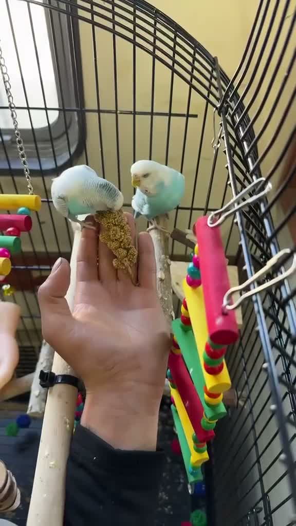 Budgerigars birds for sale: Two beautiful budgies  in Hull - Video 2