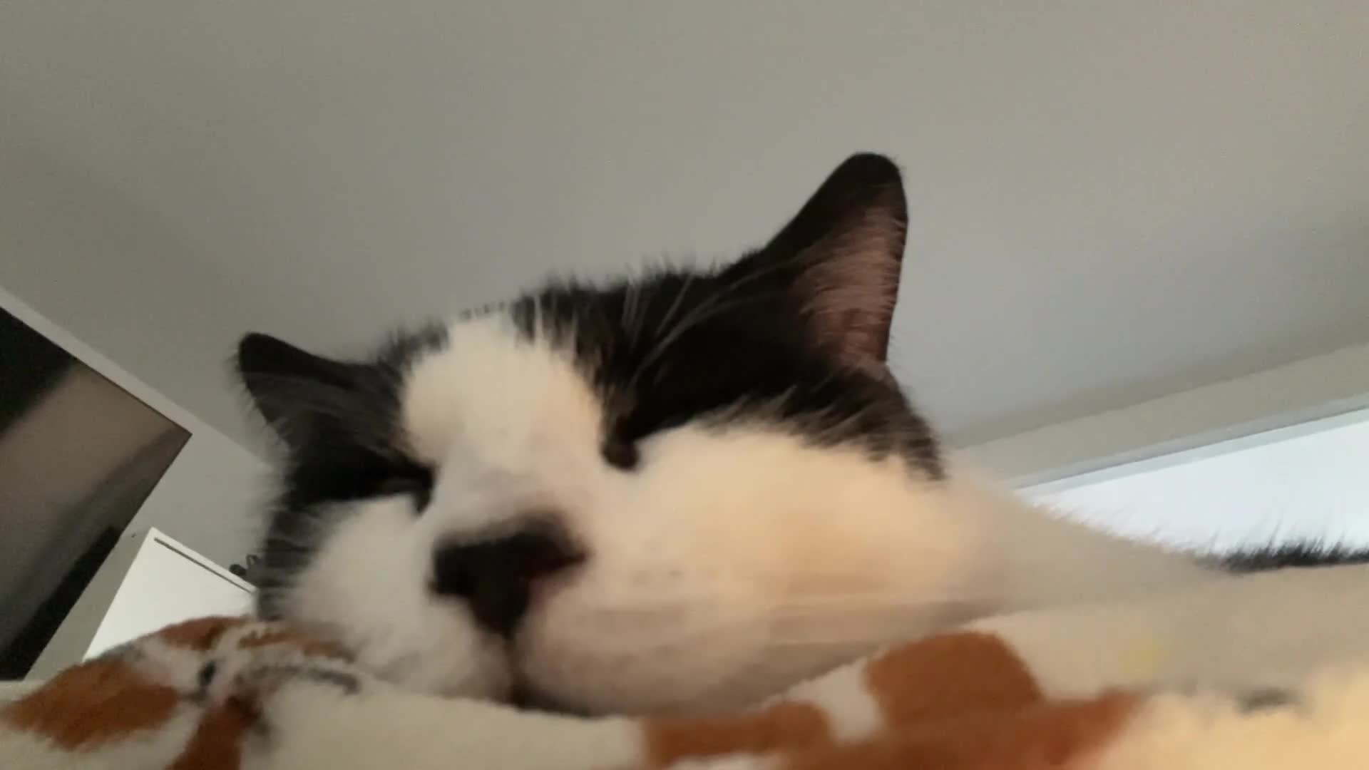 Domestic Shorthair cats for sale: Cat with behavioural issues  - Video 1