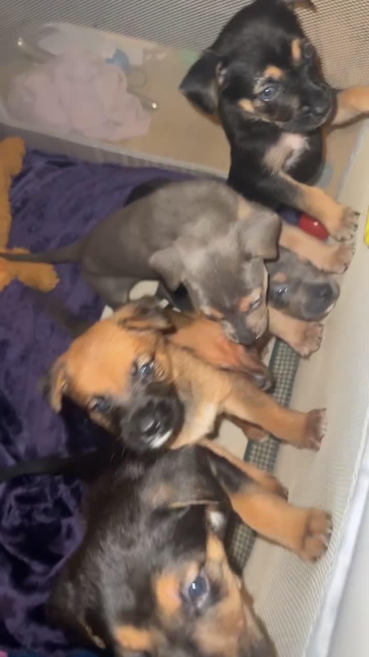 Mixed Breed birds for sale: German shepherd x cane corso pups!  - Video 1