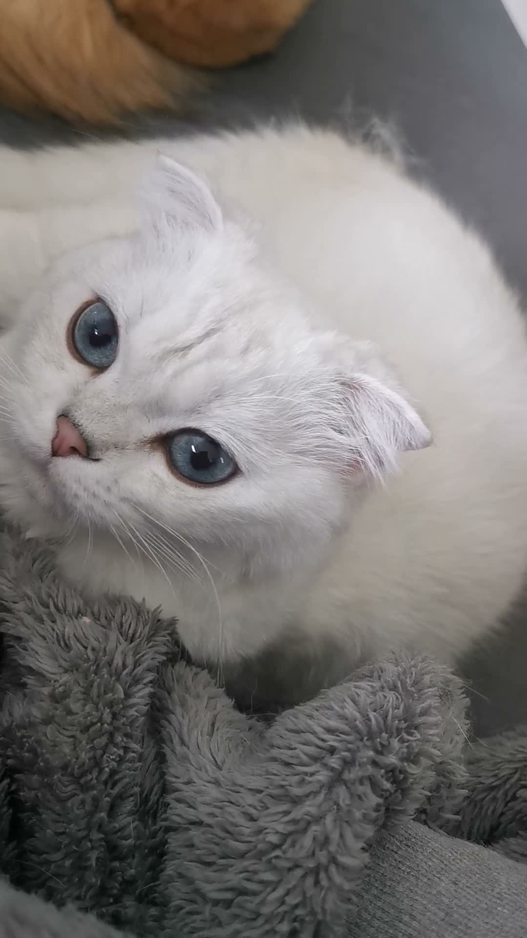 Scottish Fold cats for sale: White Scottish female looking for loving home - Video 1