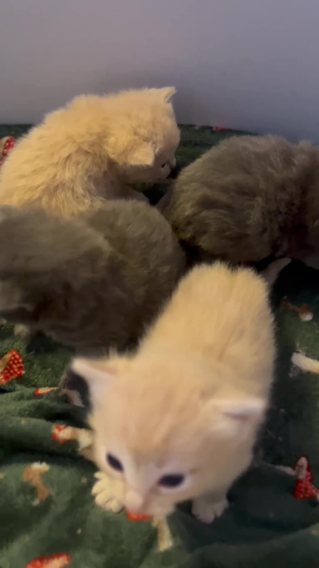 Ragdoll cats for sale: Beautiful 3/4 ragdoll kittens for 5* homes - Video 2