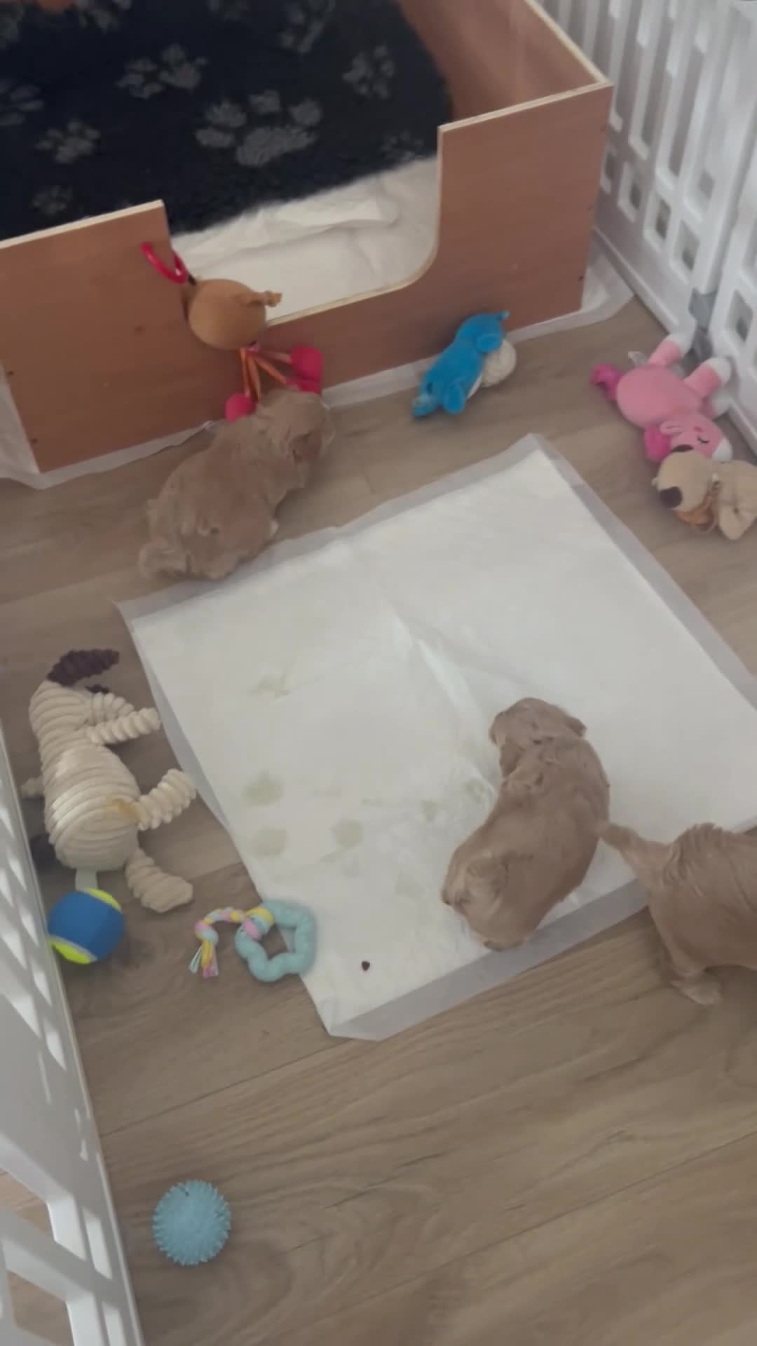 Maltipoo dogs for sale: Maltipoo F1  - Video 1