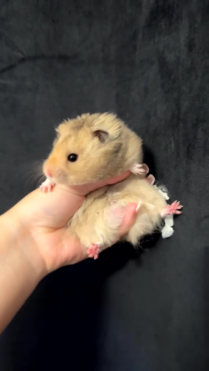 Hamster rodents for sale: Syrian hamster  - Video 1