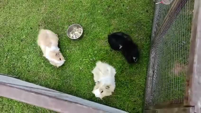 Guinea Pig rodents for sale: 3 Male Guinea pigs - Video 1