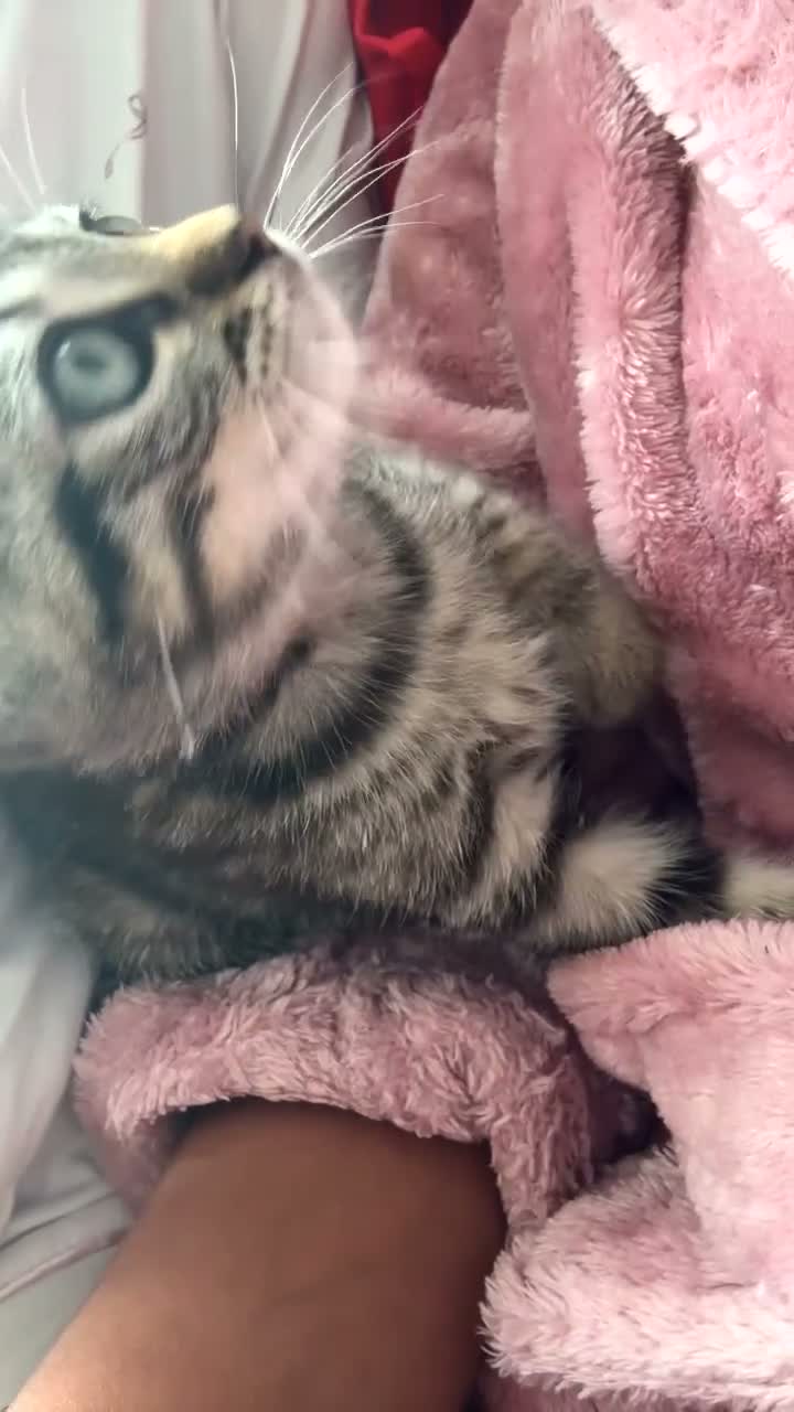 Mixed Breed cats for sale: 🐾 6 Beautiful Bengal × British Longhair Kittens🐾 - Video 1
