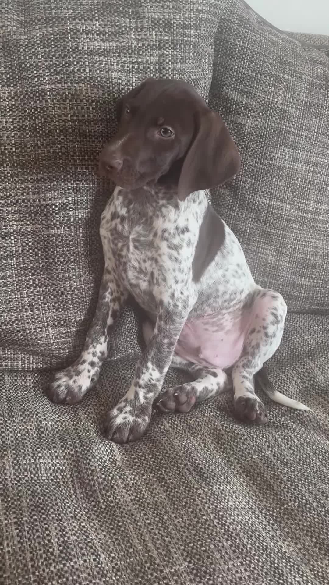 German Shorthaired Pointer dogs for sale: Exceptional KC German Shorthair Puppies  - Video 2
