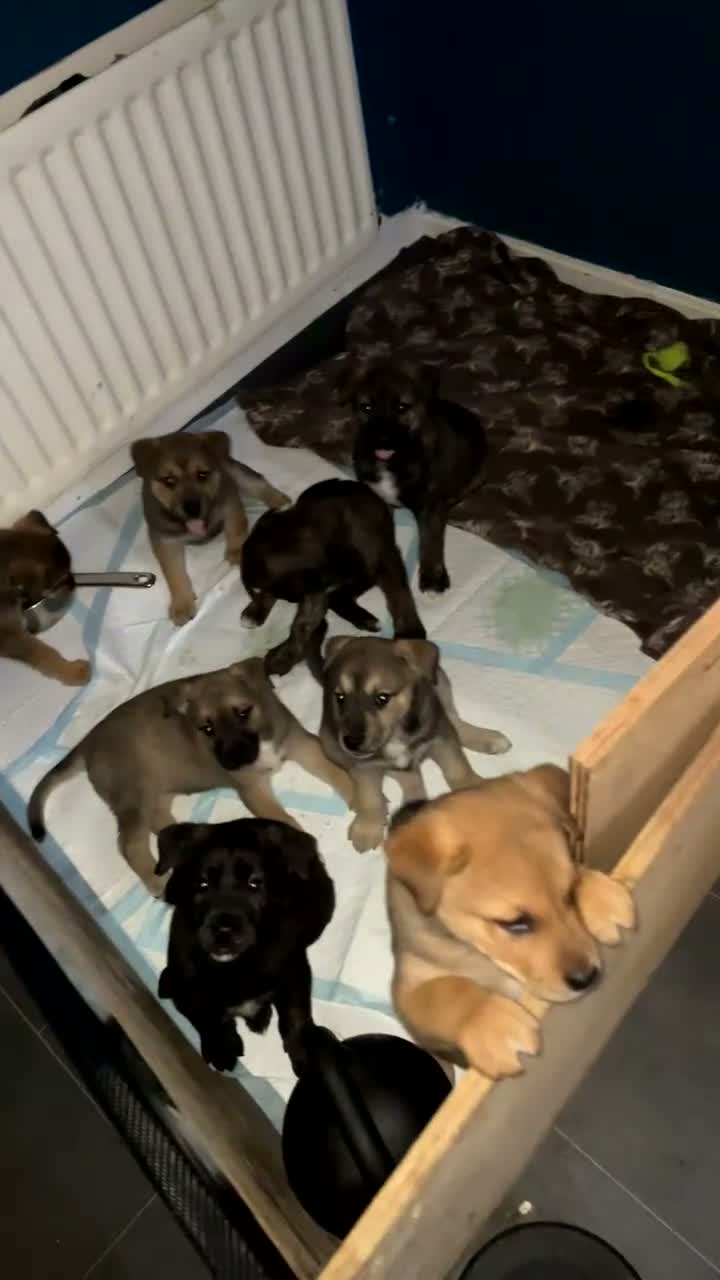 Mixed Breed dogs for sale: Rottweiler x Akita puppies  - Video 1