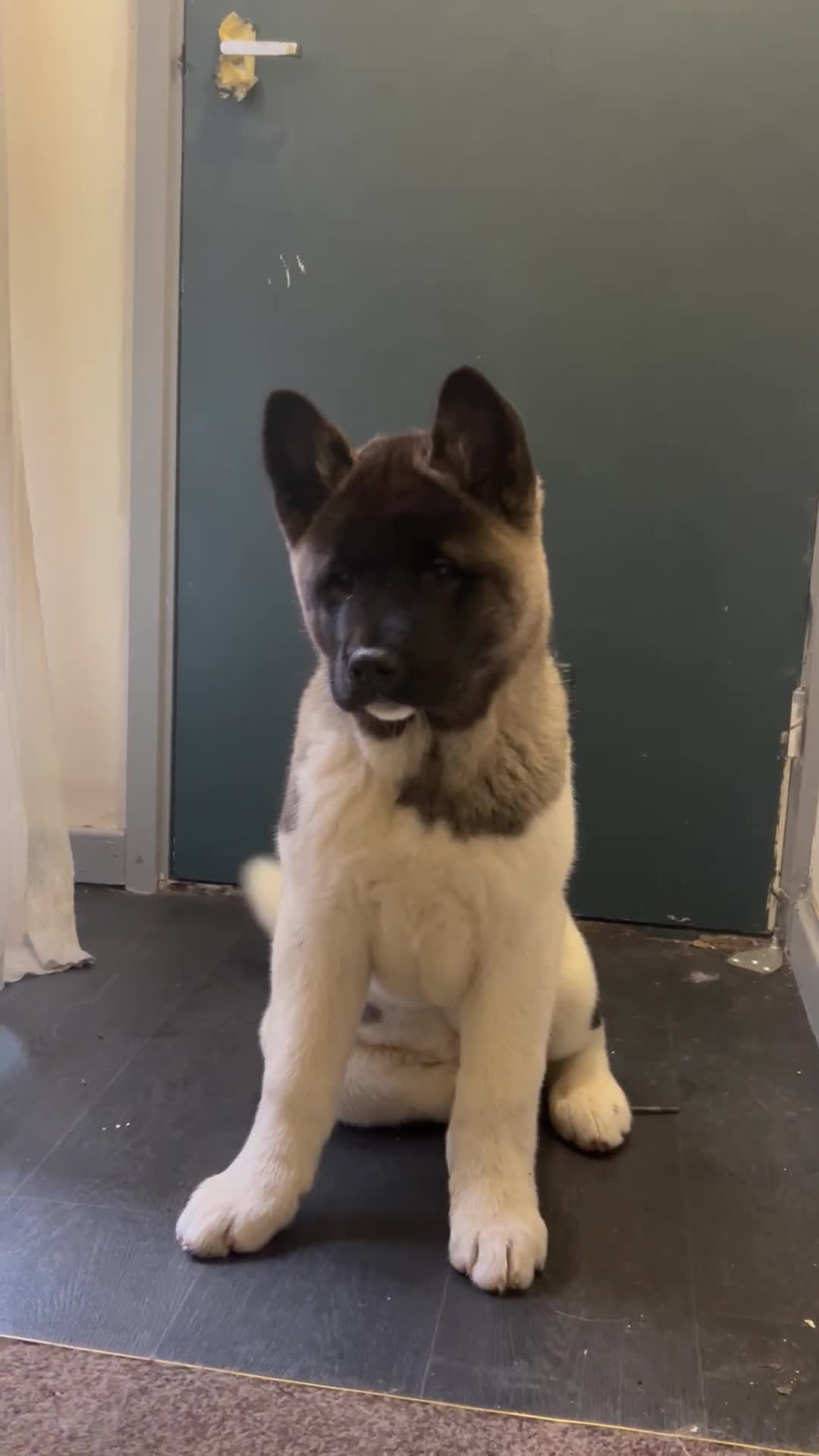 Akita dogs for stud: ***Chico’s finding LOVE… Proven Stud*** - Video 2