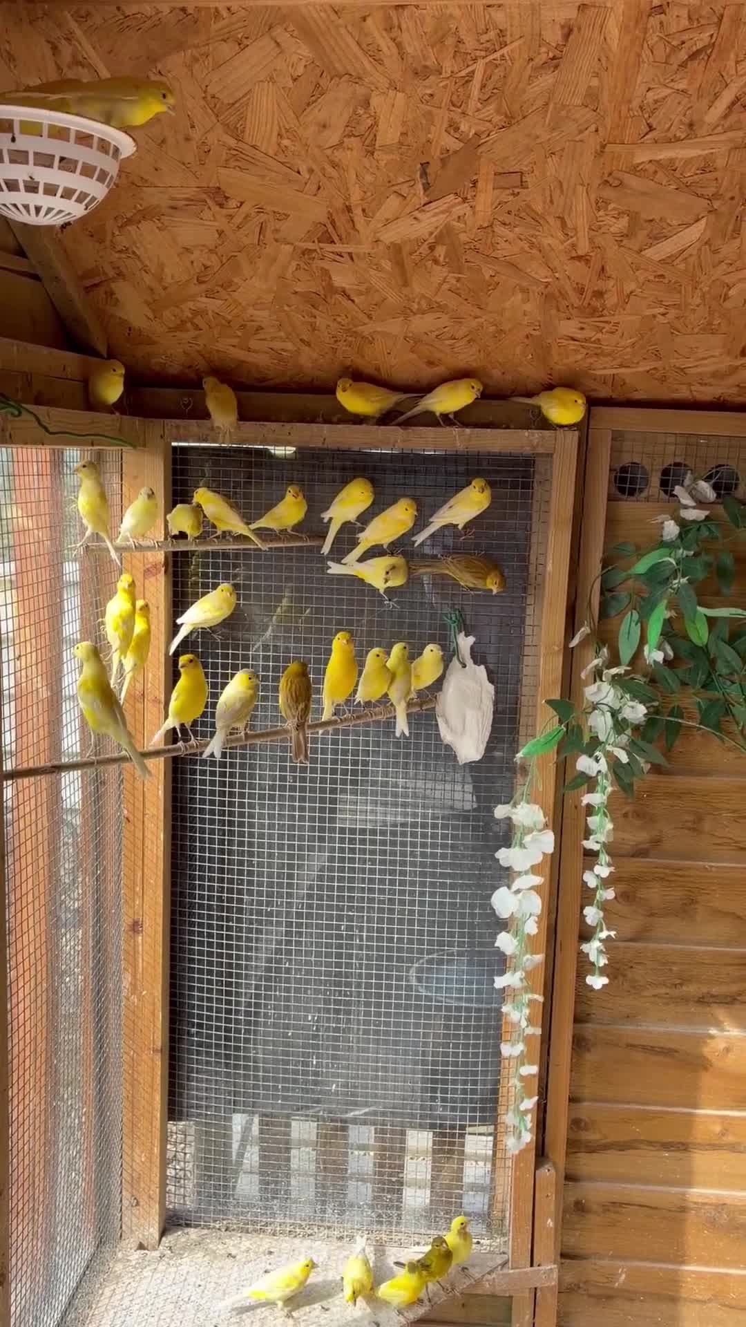 Canaries birds for sale: Raza Espanola Canaries in Newcastle upon Tyne - Video 1