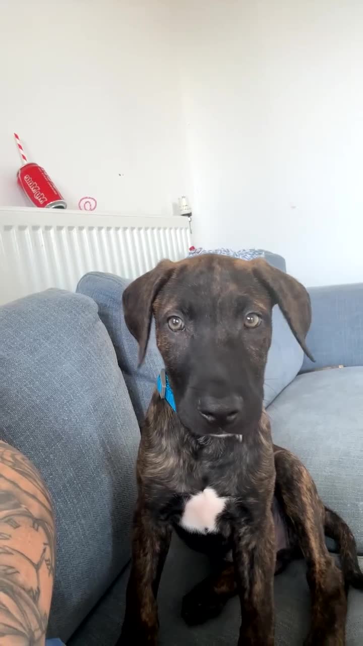 Mixed Breed dogs for sale: Male puppy ready for rehoming  - Video 3