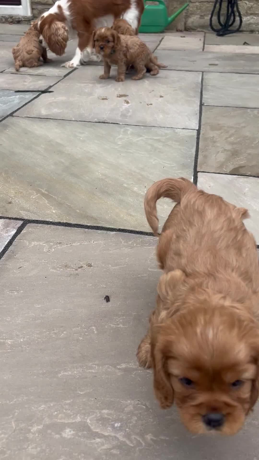 Cavalier King Charles Spaniel dogs for sale: KC registered and DNA clear cavaliers - Video 2